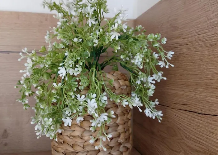 Albi Haus アパート *